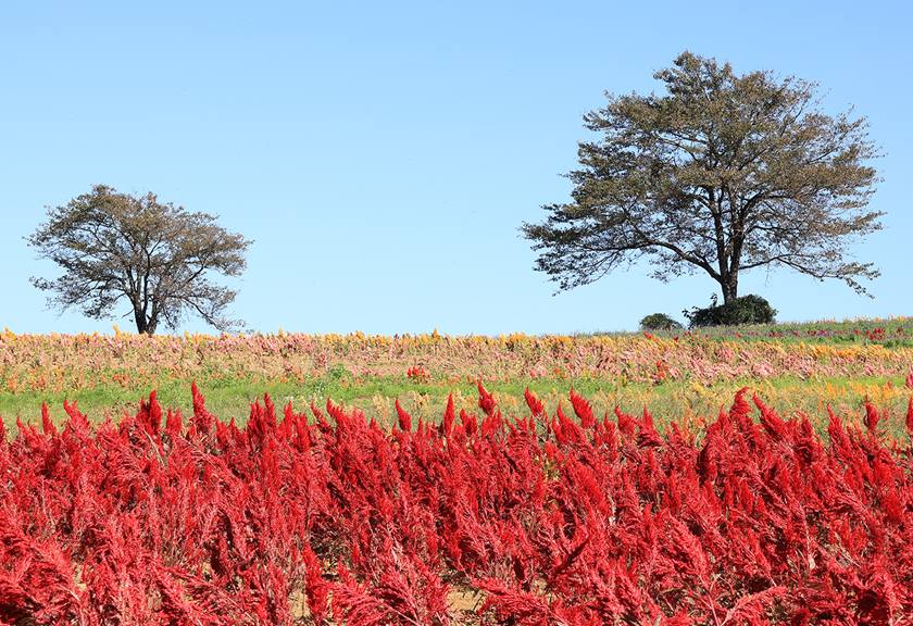 Image of trees on a red field taken using the EOS R50