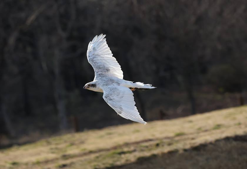 Image of flying bird taken using EOS R6