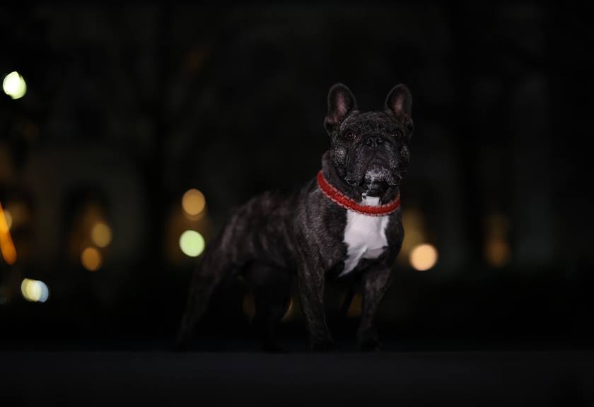 Image of a dog in the dark taken using EOS R6