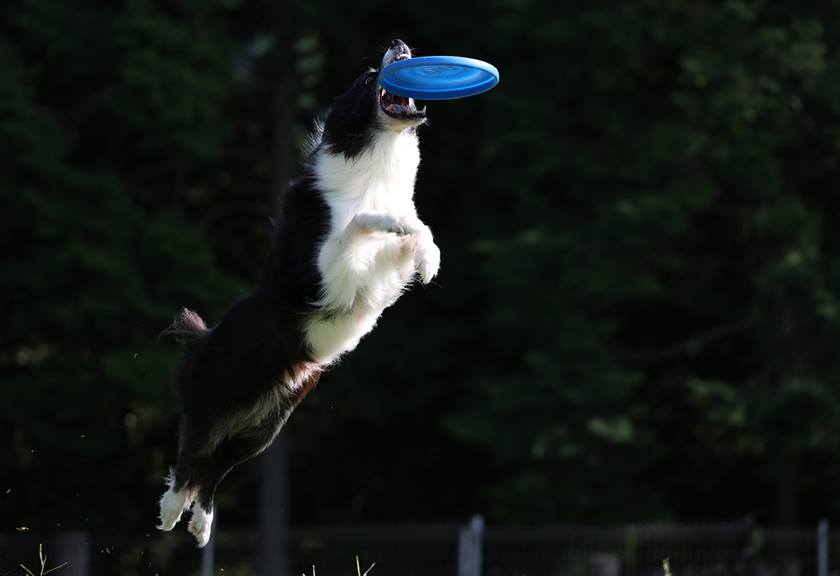 Dog catching a freesbie taken using the EOS R8