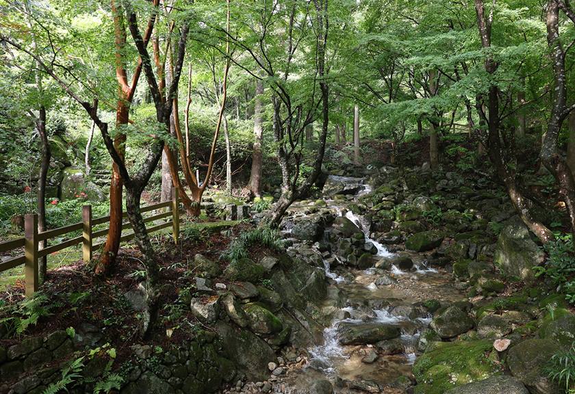 Image of a forest taken using the EOS R8
