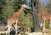 Image of giraffes in a zoo