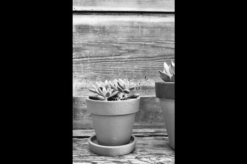 Succulent in black and white taken with Canon IXUS 285 HS digital compact camera