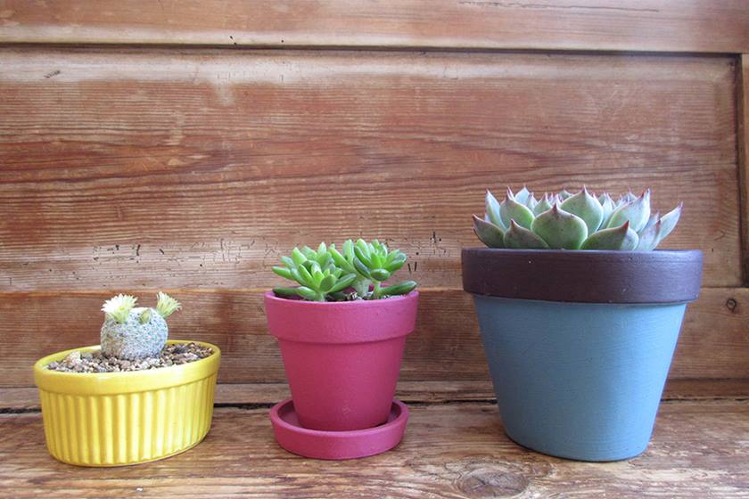 Three succulents taken with Canon IXUS 285 HS digital compact camera