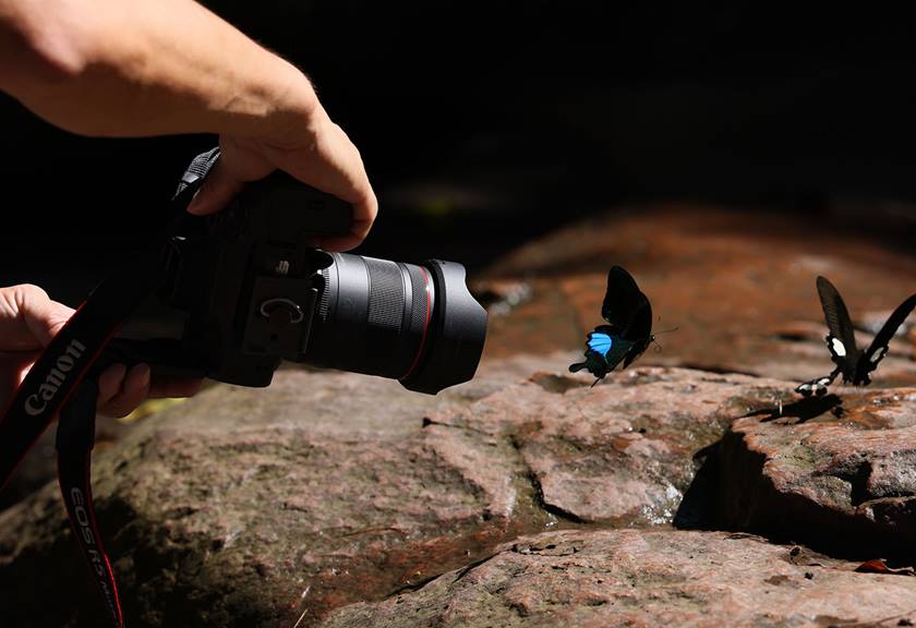 Image of a Canon camera with the RF 20mm f/1.4L VCM prime lens attached used to capture image of butterflies