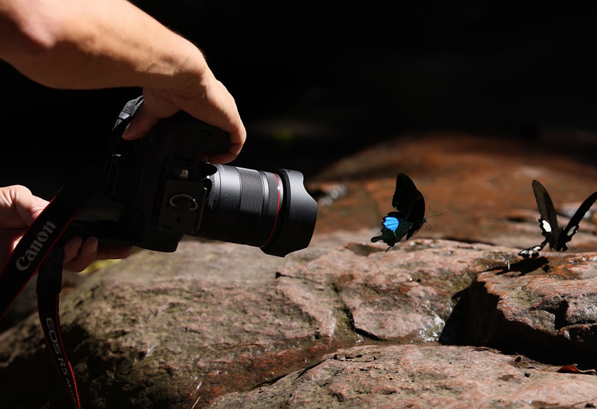 Image of a Canon camera with the RF 20mm f/1.4L VCM prime lens attached used to capture image of butterflies