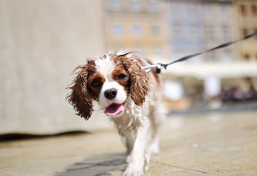 Image of an adorable dog captured with RF 50mm f/1.4L VCM lens