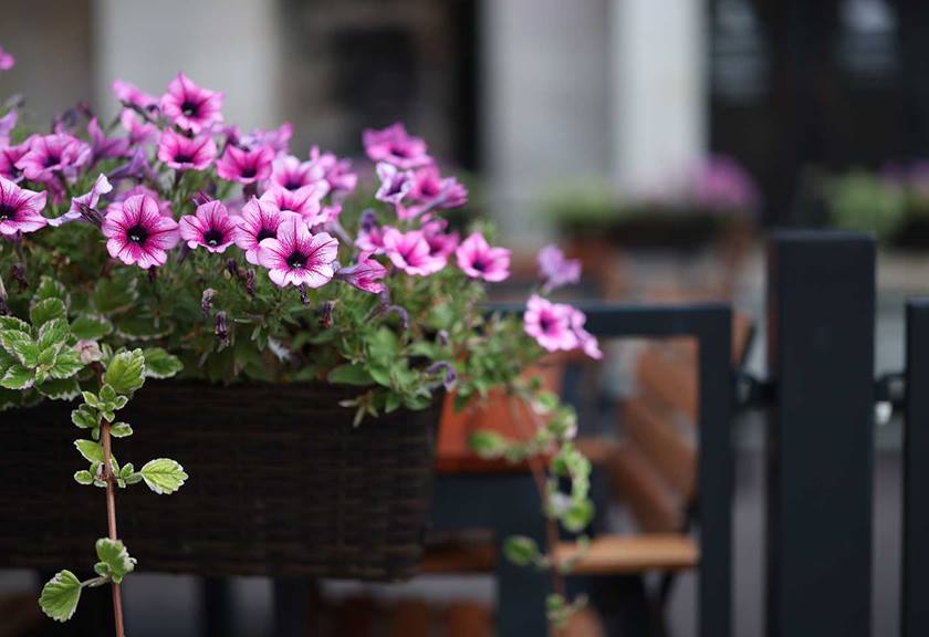 Image of a beautiful flowers captured with RF 50mm f/1.4L VCM lens
