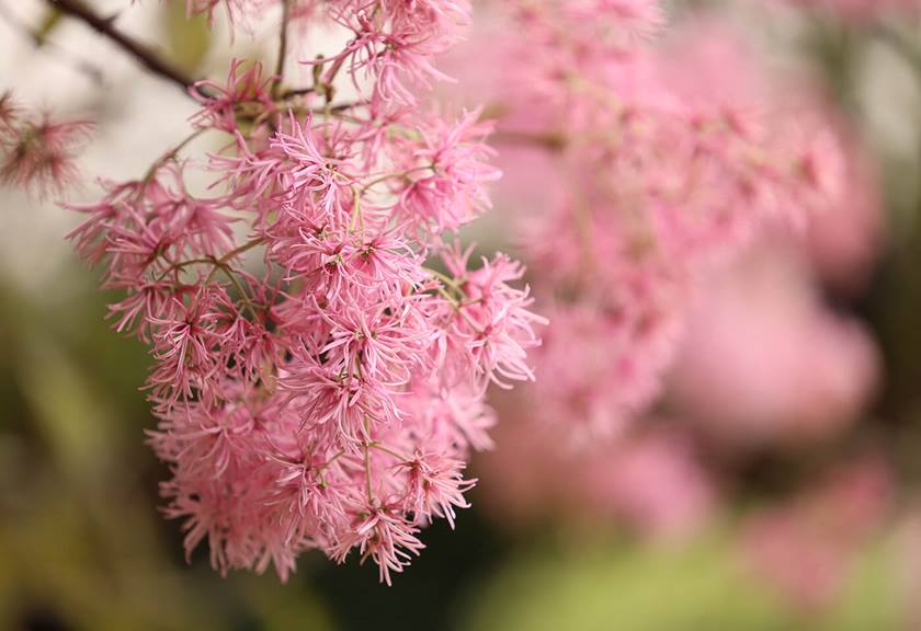 Image of pink flowers taken using RF 70-200mm f2.8 L IS USM telephoto lens