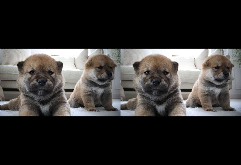 Image of a cute dogs captured with RF-S 7.8mm f/4 STM Dual lens