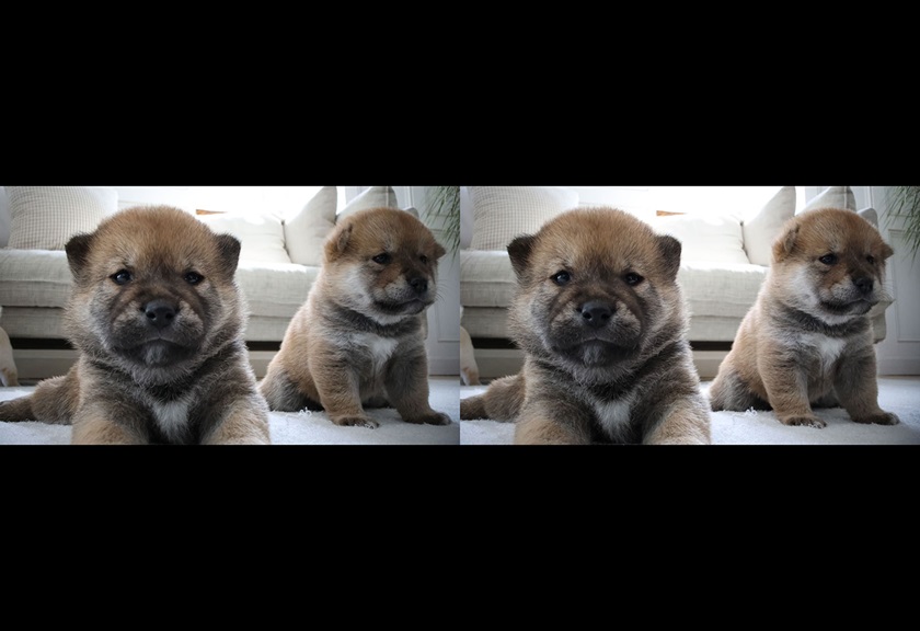 Image of a cute dogs captured with RF-S 7.8mm f/4 STM Dual lens