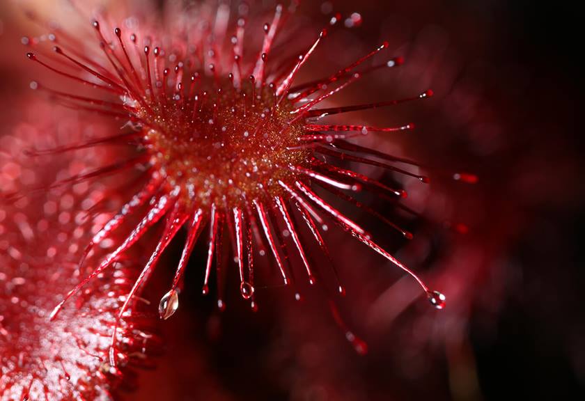 Sample image 1 taken using Macro Twin Lite