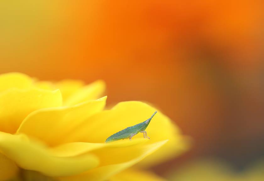 Sample image 2 taken using Macro Twin Lite