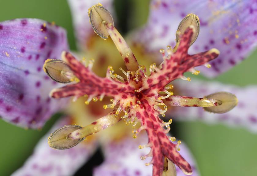 Sample image 6 taken using Macro Twin Lite