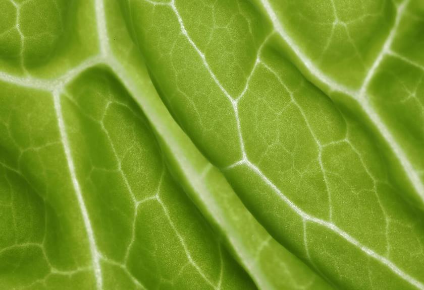 Sample image 8 taken using Macro Twin Lite