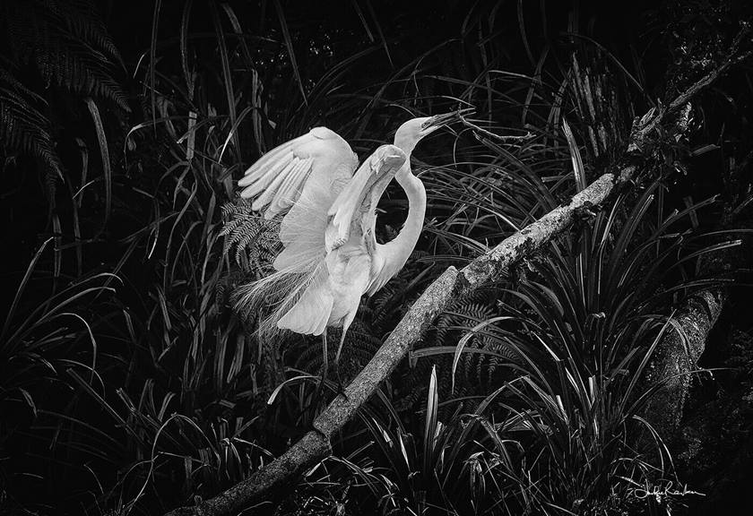 Black and white image of a swan by Canon Master Jackie Ranken