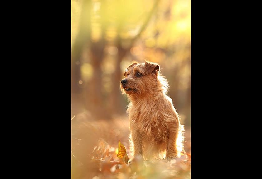 Photo of a dog taken o EOS M50