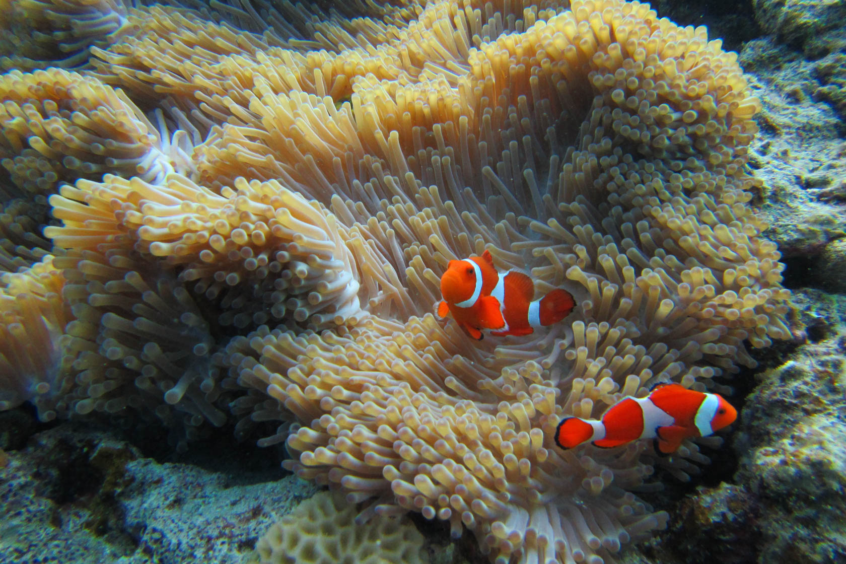 PowerShot D30 Underwater Camera Canon Australia