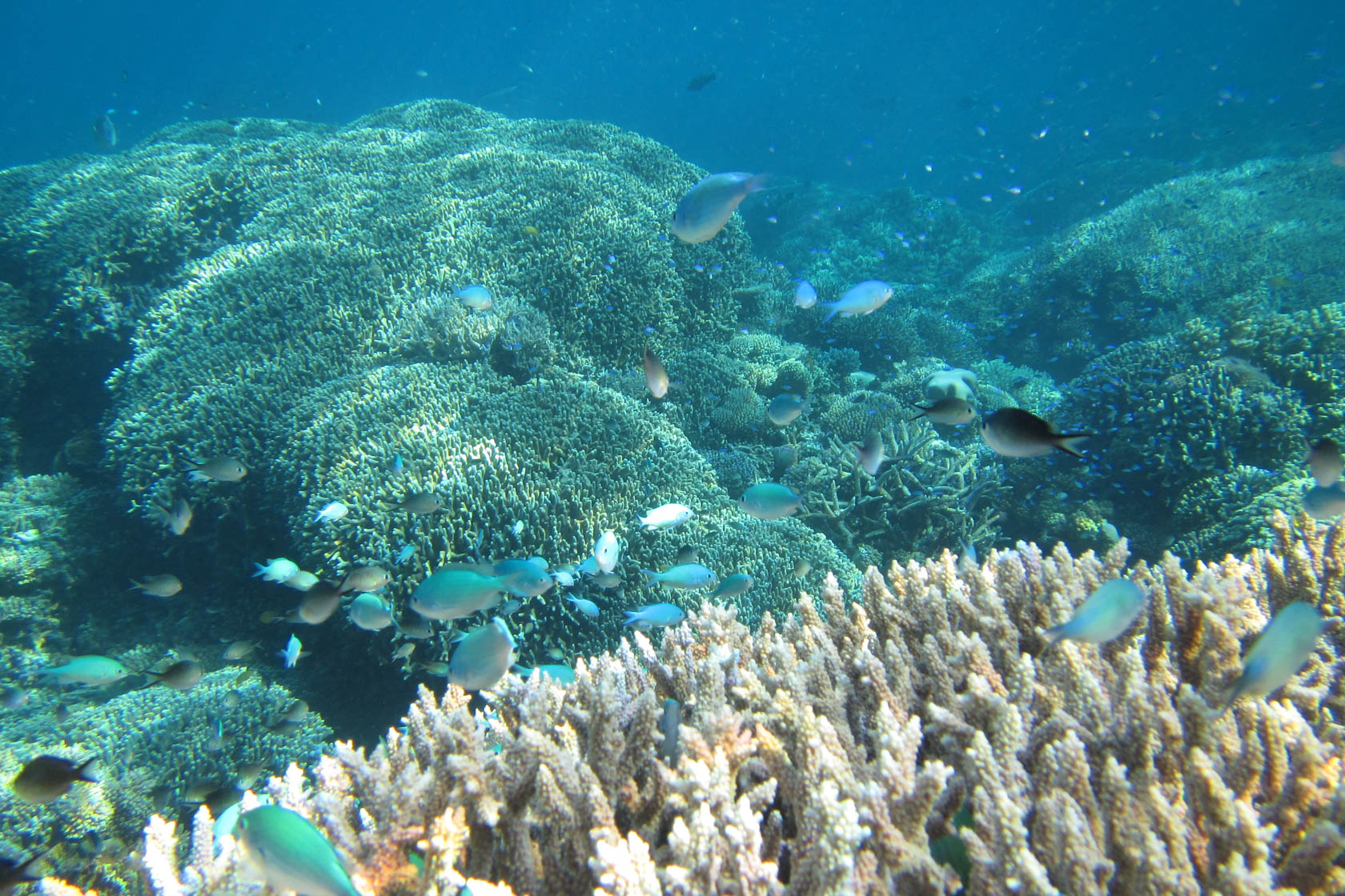 PowerShot D30 Underwater Camera Canon Australia