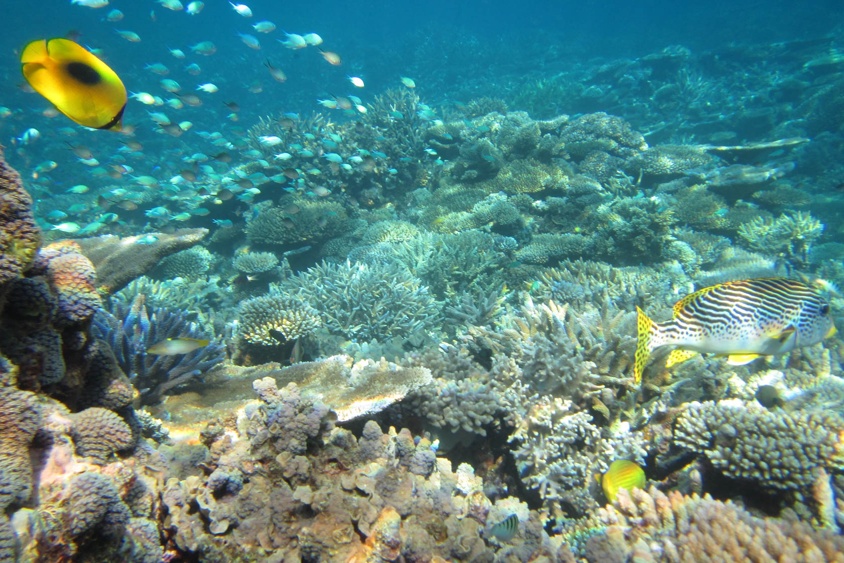 PowerShot D30 Underwater Camera Canon Australia