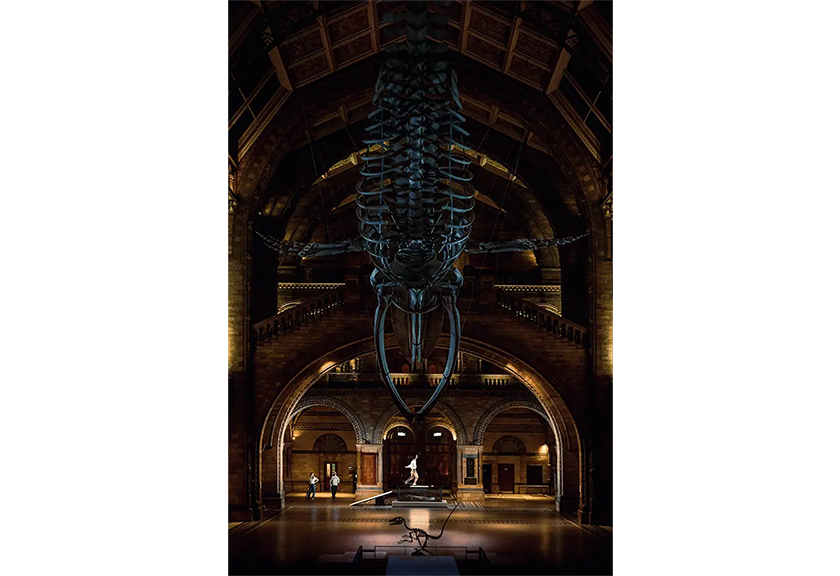 Dinosaur skeleton at the Natural History Museum in London taken by Lorenz Holder
