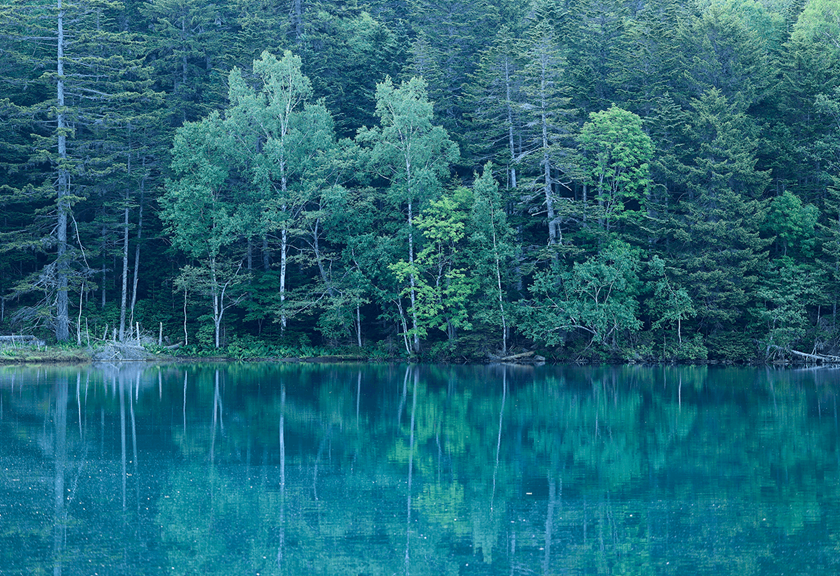 Image of trees in a lake shot using RF 100-400mm F5.6-8 IS USM telephoto lens