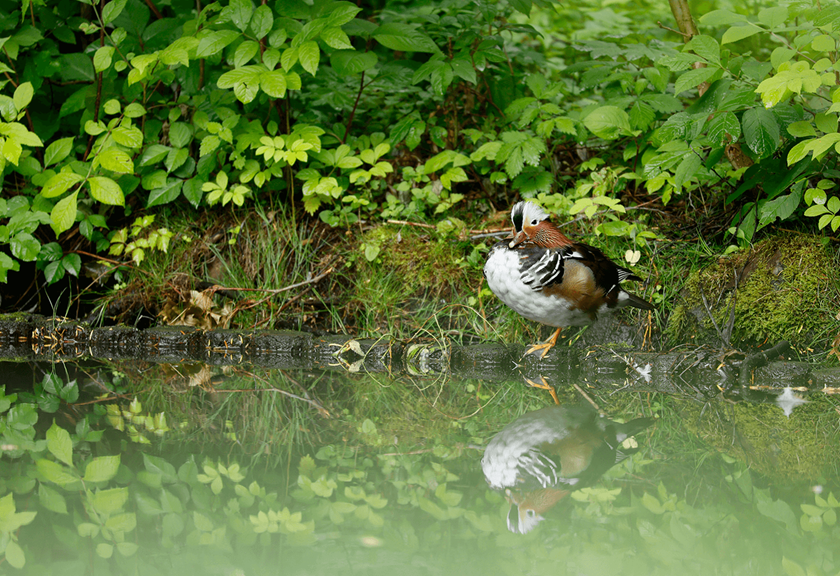 Image of a duck on a lake shot using RF 100-400mm F5.6-8 IS USM telephoto lens