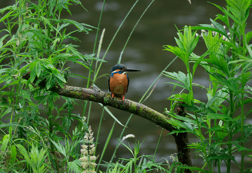 Image of a bird on a branch shot using RF 100-400mm F5.6-8 IS USM telephoto lens