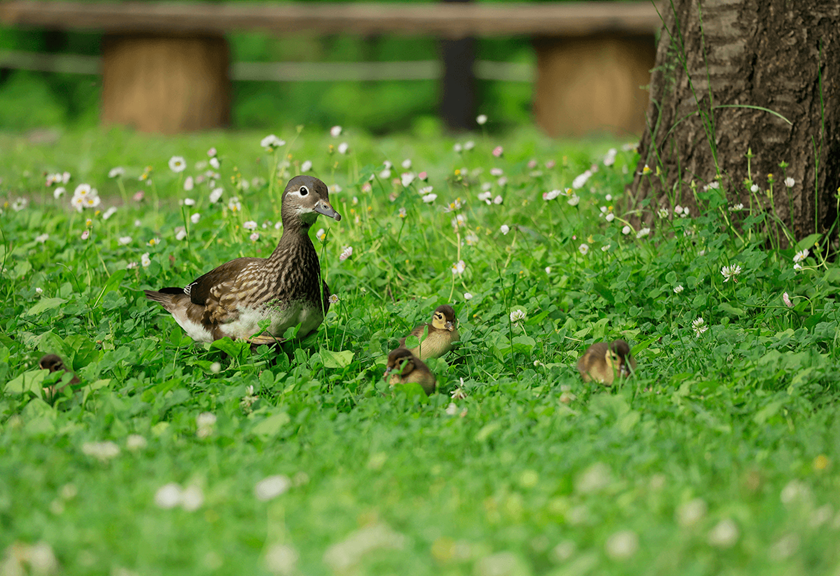 Image of a duck and its ducklings shot using RF 100-400mm F5.6-8 IS USM telephoto lens