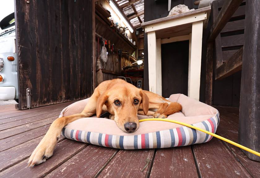 Image of a dog in her bed taken with RF 14-35mm f/4 L IS USM wide angle lens