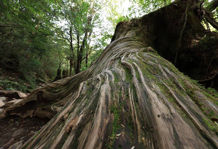 Image of big mossy tree taken with RF 14-35mm f/4 L IS USM wide angle lens
