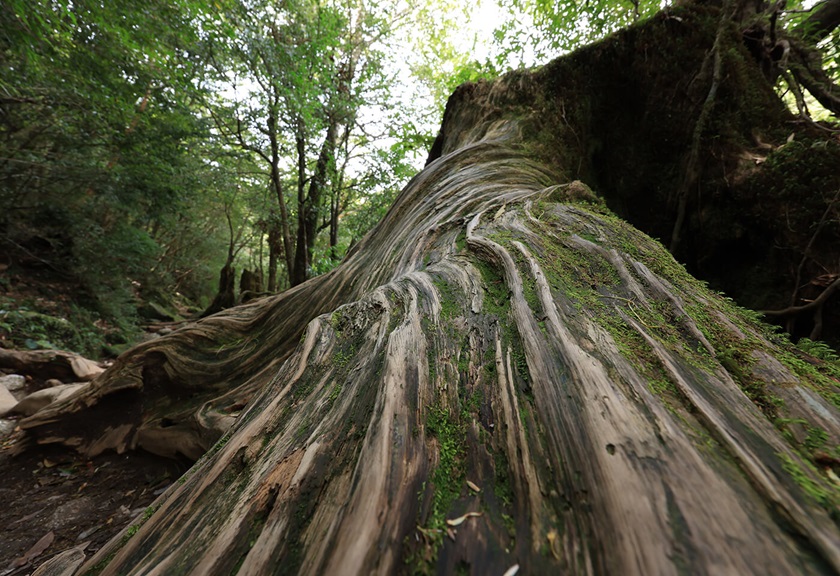 Image of big mossy tree taken with RF 14-35mm f/4 L IS USM wide angle lens