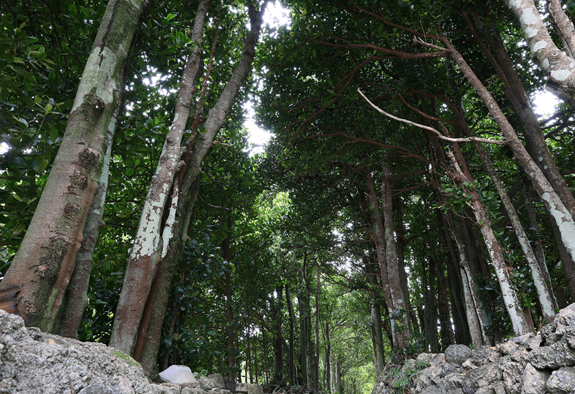 Wide angle image of trees taken using the RF 15-30mm f/4.5-6.3 IS STM wide angle lens
