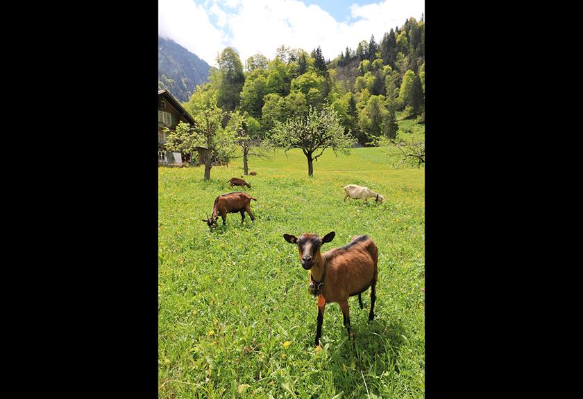 Image of goats taken with a RF 15-35mm F2.8 L IS USM lens