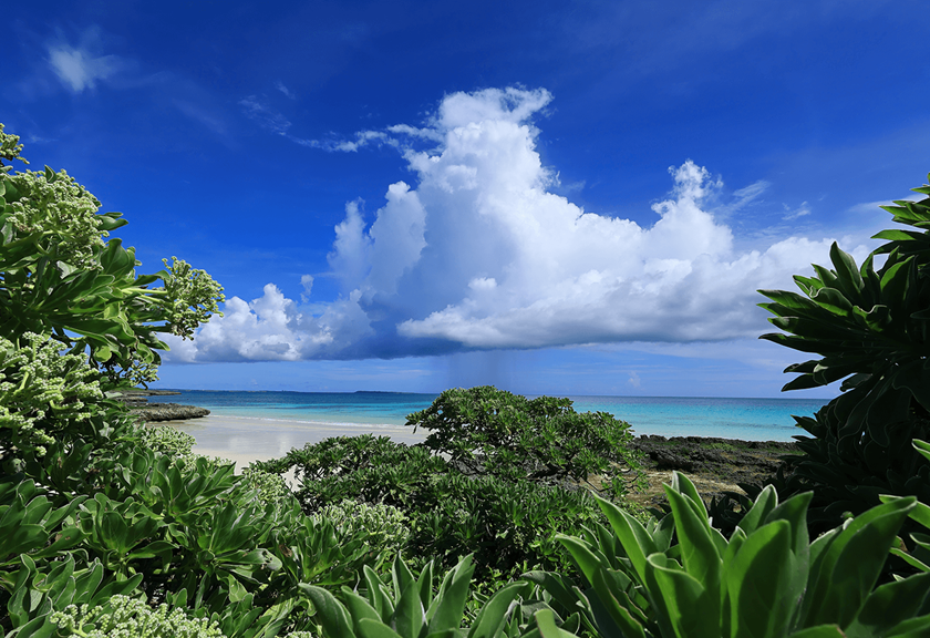 Landscape image of the beach with trees and open skies taken using the RF 16mm F2.8 STM wide angle lens