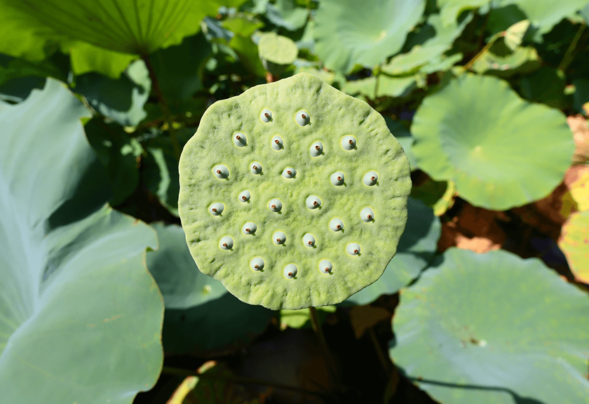Image of a plant shot using RF 16mm F2.8 STM wide angle lens