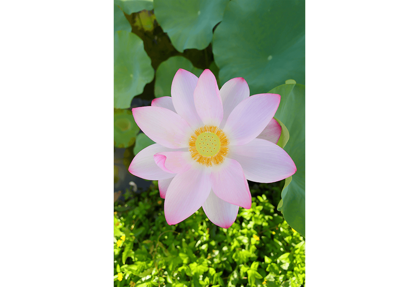 Image of a pink flower taken using RF 16mm F2.8 STM wide angle lens