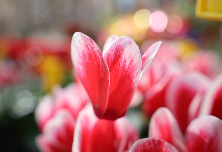 Image of flower taken with RF 24-105mm f/4-7.1 IS STM