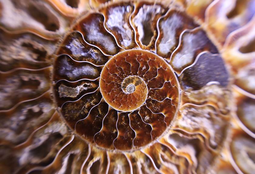 Macro image of shell taken with RF 24-105mm f/4-7.1 IS STM