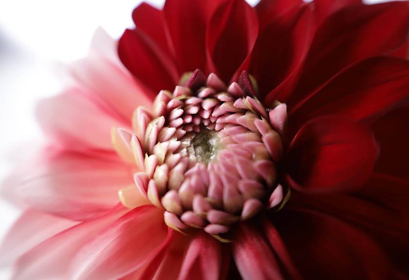 Image of blooming flower taken with RF 24-105mm f/4-7.1 IS STM