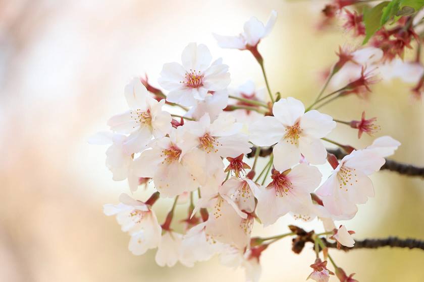 Gallery image for RF 24-240mm f/4-6.3 IS USM