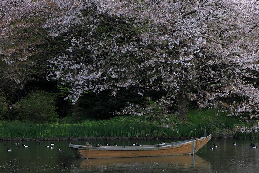 Gallery image for RF 24-240mm f/4-6.3 IS USM