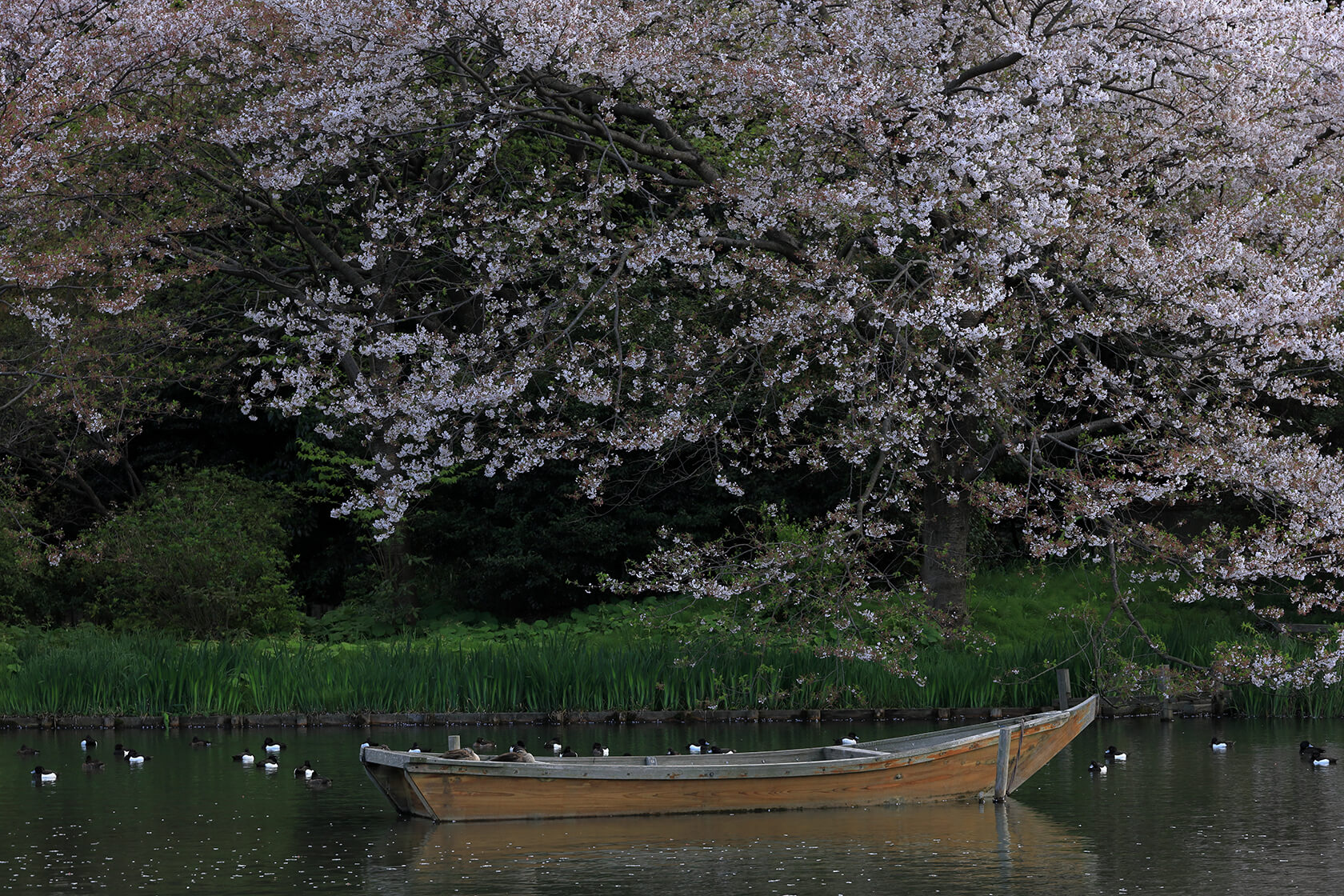 Gallery image for RF 24-240mm f/4-6.3 IS USM
