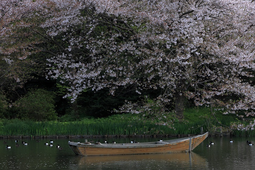 Gallery image for RF 24-240mm f/4-6.3 IS USM