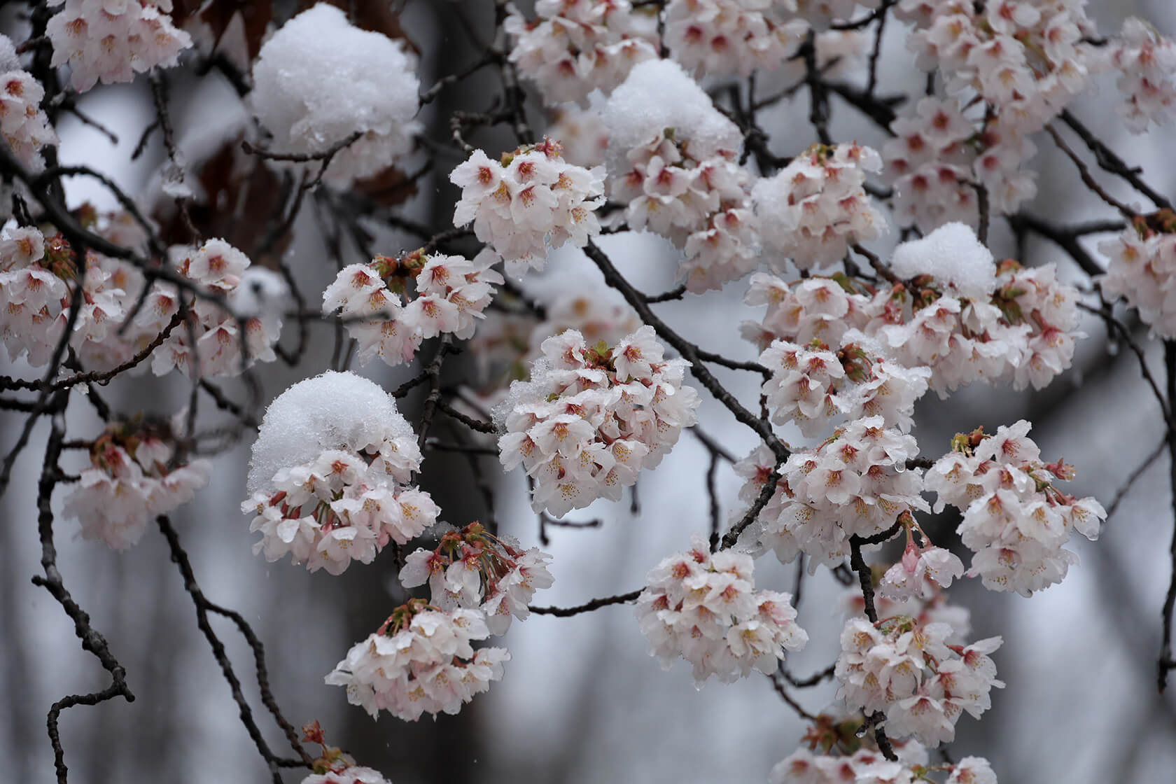 Gallery image for RF 24-240mm f/4-6.3 IS USM