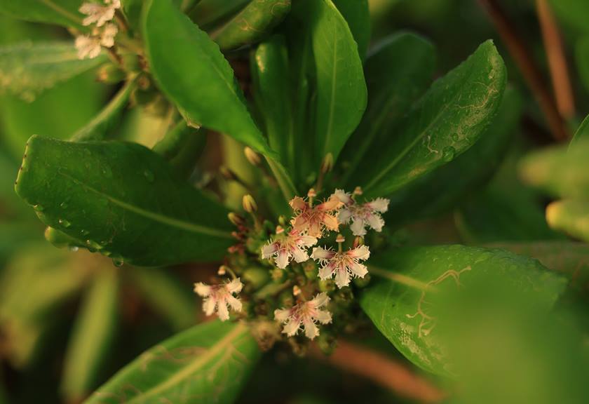 Image of a flower taken with the RF 28-70mm f/2.8 IS STM lens