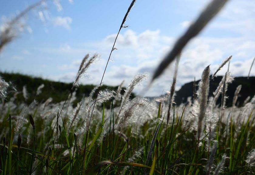 Image of a grassfield taken with the RF 28-70mm f/2.8 IS STM lens