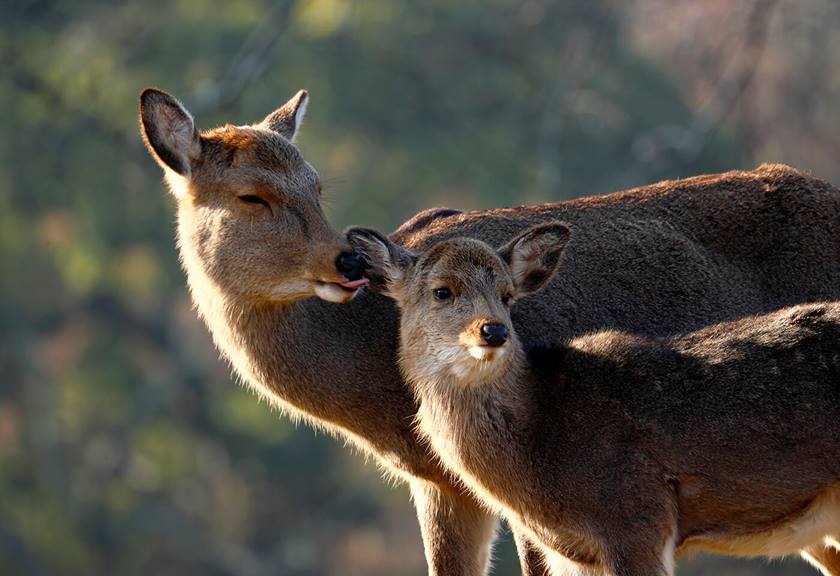 Image of deers taken using RF 600mm F11 IS STM