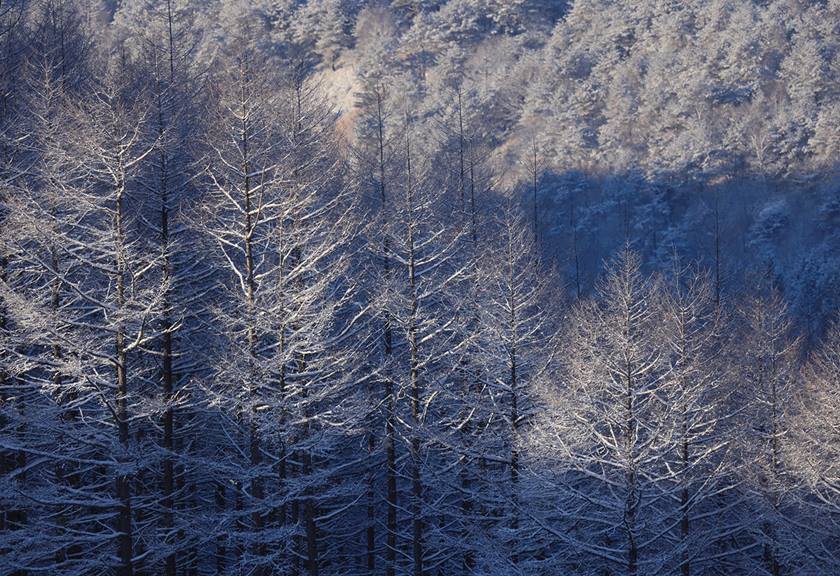 Image of trees taken using RF 600mm F11 IS STM