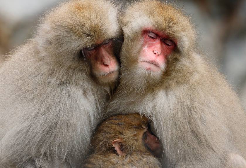 Image of monkeys taken using RF 600mm F11 IS STM